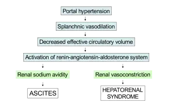 Schematic demonstrating the underfill theory to explain the pathophysiology of both ascites and hepatorenal syndrome.