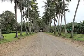 Allée de palmiers de l'habitation Pécoul.