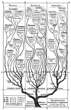 Arbre du vivant avec trois règnes selon Haeckel (1866).