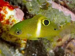 Plectroglyphidodon leucozonus