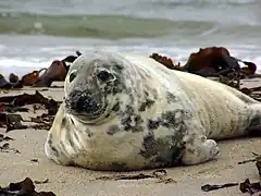 Photographie en couleurs d'un mammifère marin au pelage blanc et beige tacheté de gris, le corps allongé sur la sable.