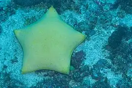 Forme indienne crème.