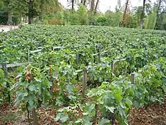 Vigne du Hameau de la Reine à Versailles