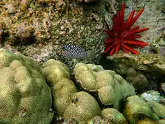 Canthigaster jactator