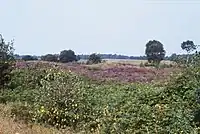 Paysage typique de bruyère.