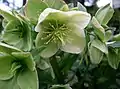 Helleborus ×nigercors