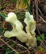 Sevacina concrescens