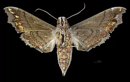 Revers de la femelle(coll.MHNT)