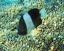 Hemitaurichthys zoster