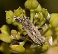 Henestarinae : Henestaris halophilus, Serbie.