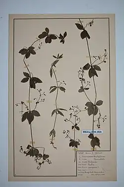 Herbier Décluy (1918), Muséum d'Angers