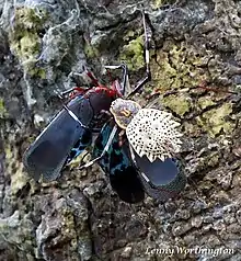 Herennia multipuncta dévorant  Kalidasa nigromaculata
