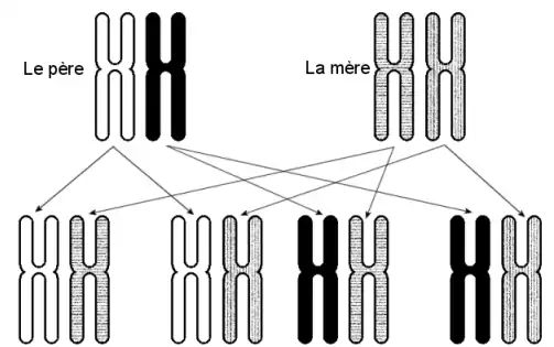 4 combinaisons de chromosomes no&nbsp;6 sont possibles