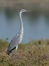 Heron cendré lac de Tunis.