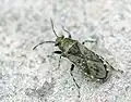 H. urticae, autre adulte.