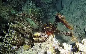 Heterometra savignii