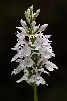 L'orchis tacheté.