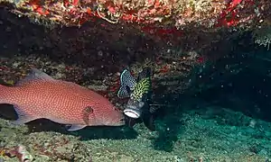 Plectropomus oligacanthus