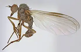 Hilara galactoptera.