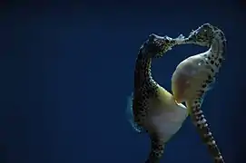 Accouplement d'Hippocampus abdominalis. Le mâle est à gauche.