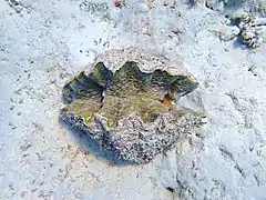 Hippopus hippopus vivant, vu du dessus.