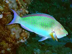 Livrée initiale (femelle)