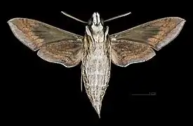 Hippotion celerio Revers du mâle (coll.MHNT)