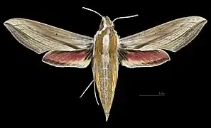 Avers de la femelle (coll.MHNT)