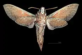 Hippotion scrofa Revers de la femelle (coll.MHNT)