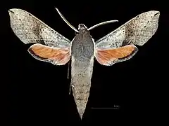 Hippotion scrofa Face dorsale du mâle (coll.MHNT)