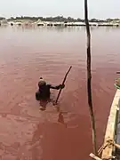 Homme grattant le fond du lac Rose pour en extraire le sel.