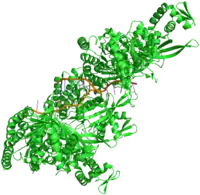 Image illustrative de l’article RecA