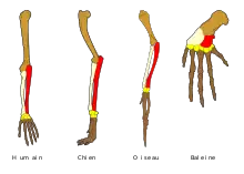 Homologie des membres antérieurs de vertébrés.