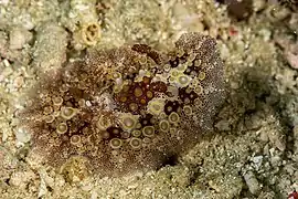 Carminodoris estrelyado