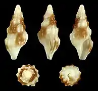 Horaiclavus splendidus