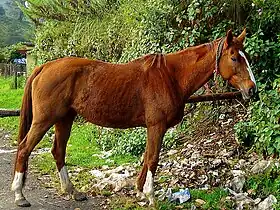Demi-sang d'Inde alezan à Munnar