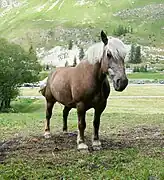 Vue de l'avant-main de trois quart, encolure relevée