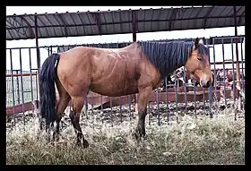 Yiwu ou Kazakh chinois dans les monts Tian Shan