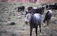 Groupe de poneys gris dans des rochers