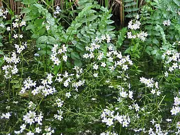 Ici avec de la berle dressée.