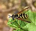 Femelle de Chrysotoxum intermedium démontrant les capacités mimétiques de la famille Syrphidae.