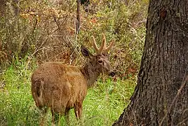 Un cerf du sud andin ou huemul mâle