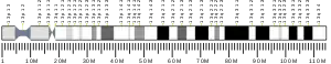 Chromosome 13 humain