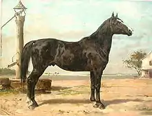 Lithographie en couleurs montrant un cheval noir assez lourd vu de profil.