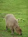 un capybara