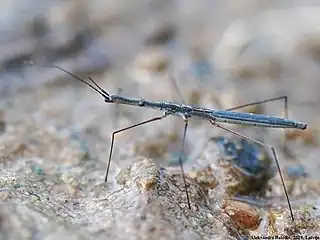 Hydrometra gracilenta, Lettonie