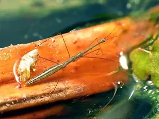 Hydrometra martini, Washington D.C. (US).