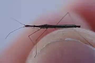 Hydrometra procera, du Japon.