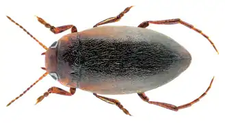 Hydroporus angustatus - vue de dessus.