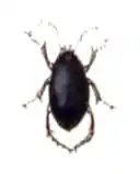 Hygrotus impressopunctatus.